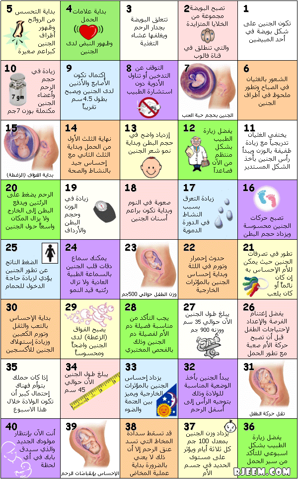 جدول اسابيع الحمل بالصور و الاشهر مجتمع رجيم