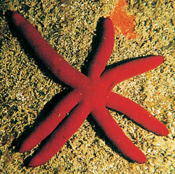 starfish البحر-معلومات 13645729441.jpg