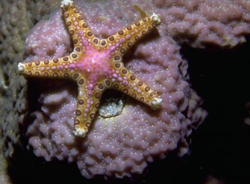 starfish المخلوقات 13975592844.jpg
