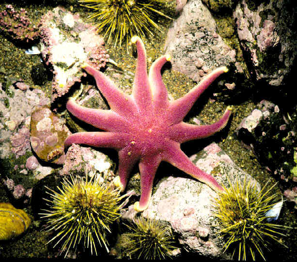 starfish المخلوقات 13975594381.jpg